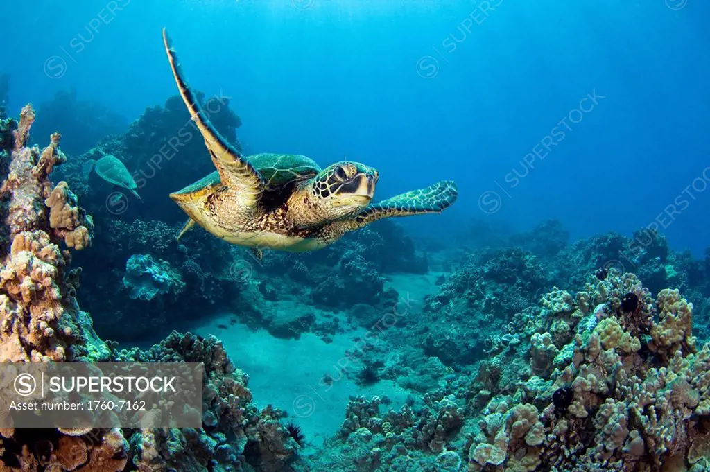 Hawaii, Green sea turtle Chelonia mydas an endangered species 