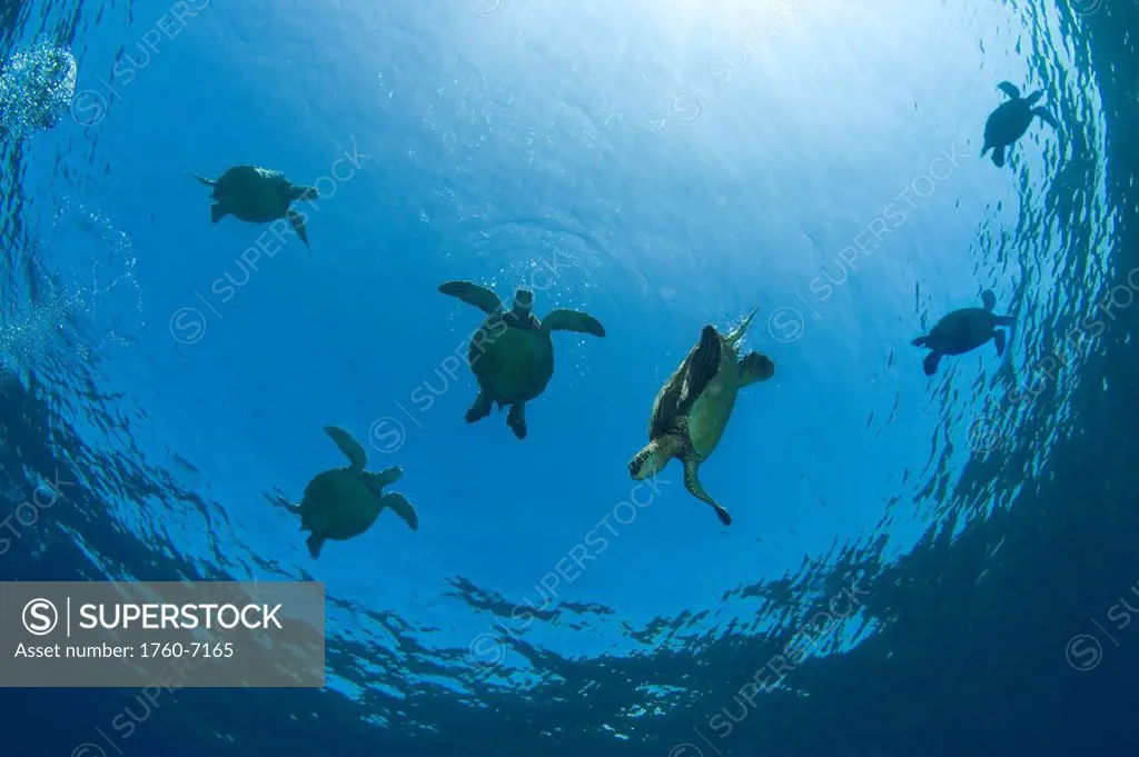 DC Hawaii, Green sea turtles Chelonia mydas swim near the surface 