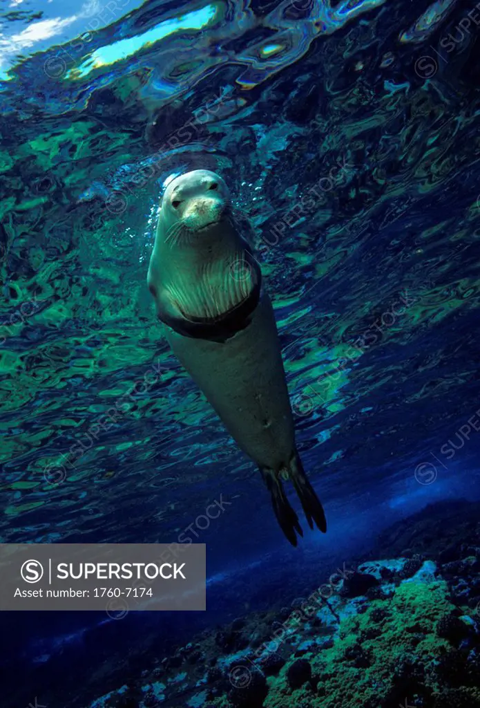 Hawaii, Underwater encounters with Hawaiian monk seals Monachus schauinslandi, endemic and endangered, are few and far between 