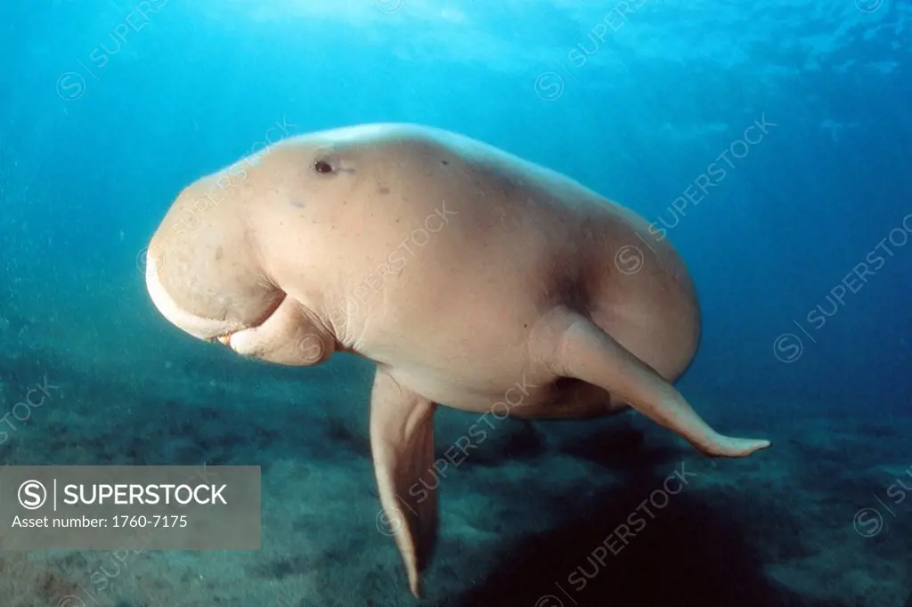 Indonesia, Dugong Dugong dugon, swimming underwater 
