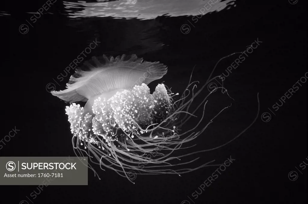 Papua New Guinea, Jellyfish glowing near ocean surface Black and white photograph 