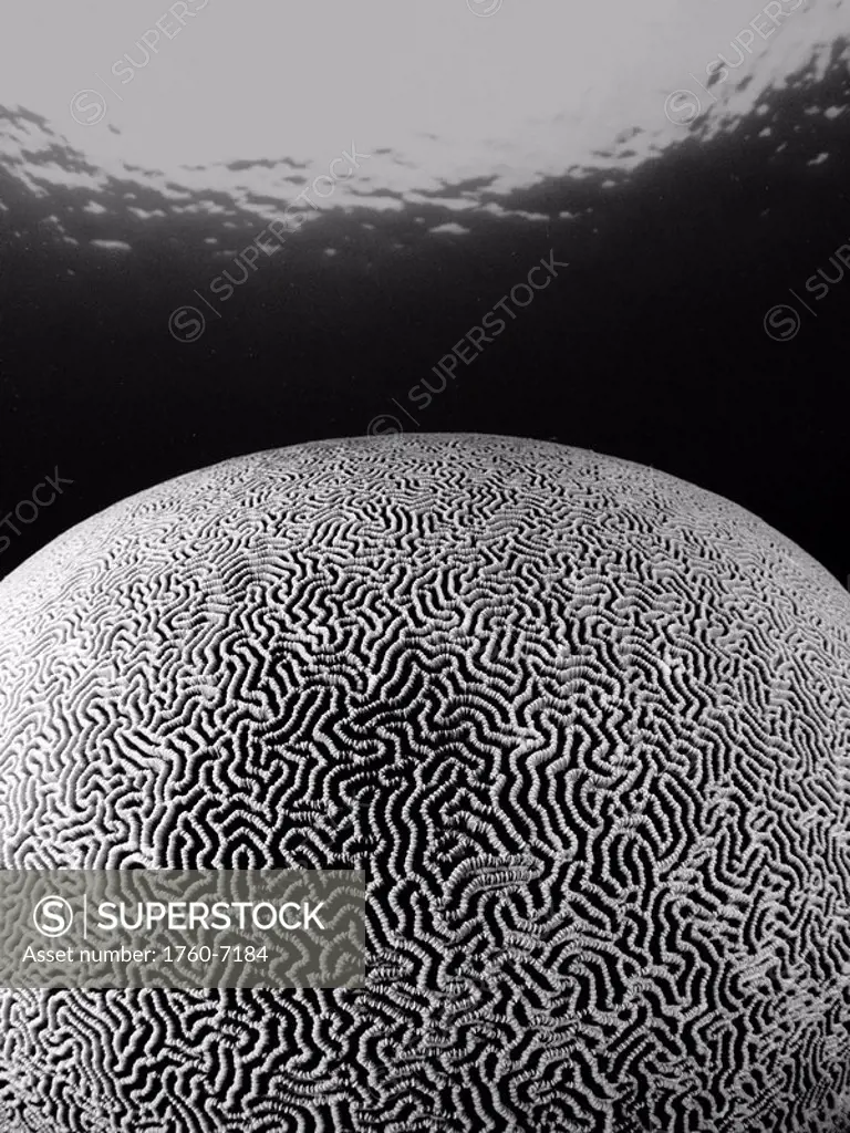 Micronesia, Caroline Islands, Kosrae, Brain coral in ocean Black and white photograph 