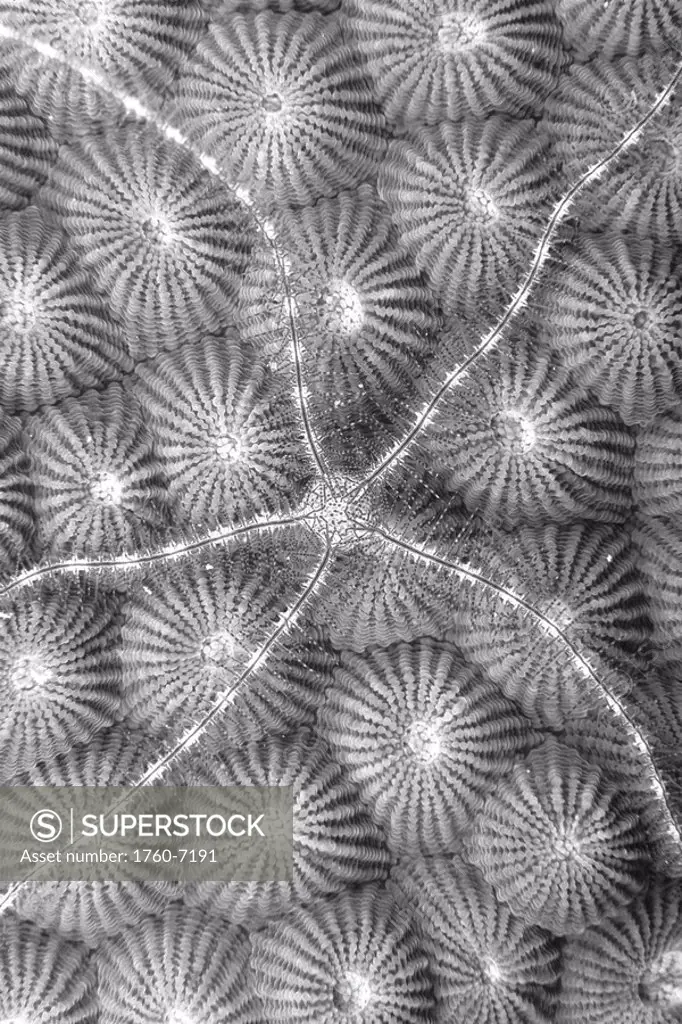 Micronesia, close-up Brittle star Ophiothrix sp on hard coral Diploastrea heliopora, Black and white photograph 