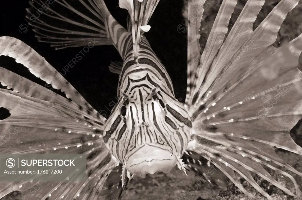 Malaysia, Close-up of a lionfish pterois volitans in dark water, View from front Sepia photograph 