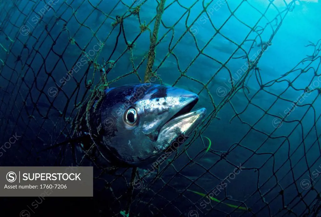 Australia, South Australia, Port Lincoln, A dead Southern bluefin tuna Thunnus maccoyii caught in a tuna pen 