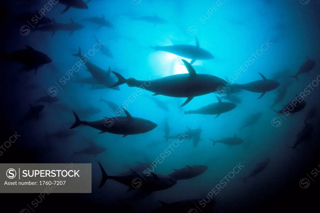 Australia, South Australia, Port Lincoln, Southern bluefin tuna Thunnus maccoyii circle in a holding pen 