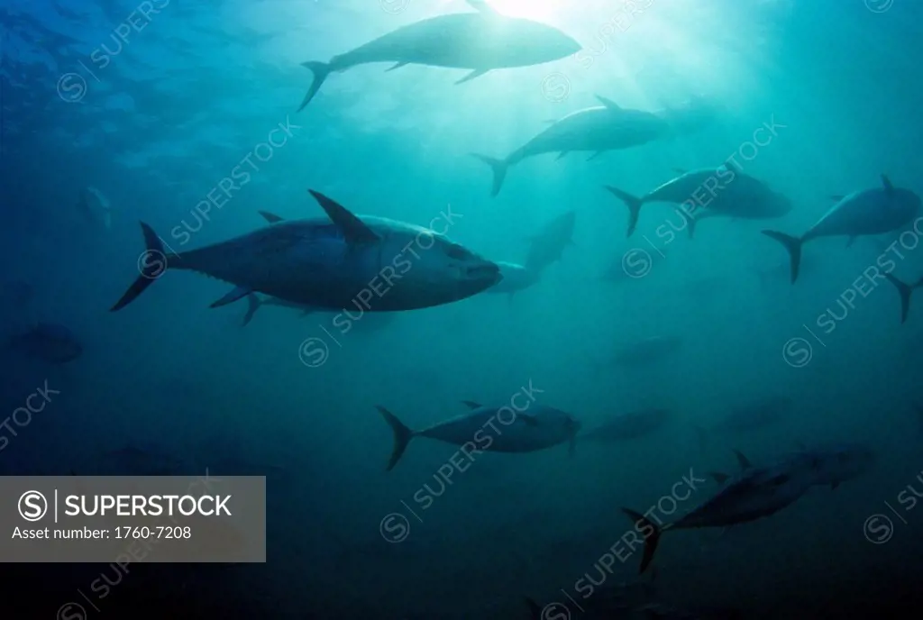 Australia, South Australia, Port Lincoln, Southern bluefin tuna Thunnus maccoyii circle in a holding pen 