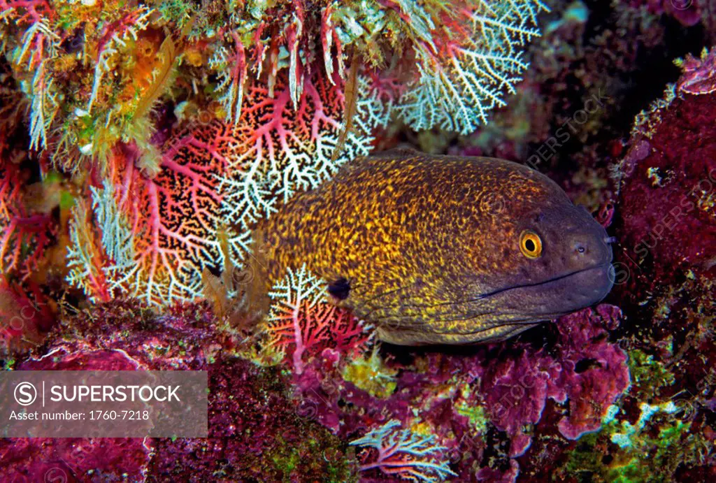 Micronesia, Saipan, A yellowmargin moray eel Gymnothorax flavimarginatus peering out of lace coral Stylaster sp  