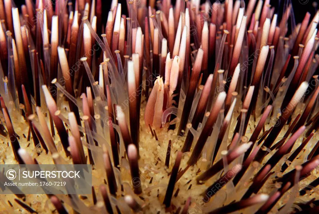 Hawaii, Miner´s urchin shrimp Gnathophylloides mineri on a collector urchin Pseudoboletia indiana 