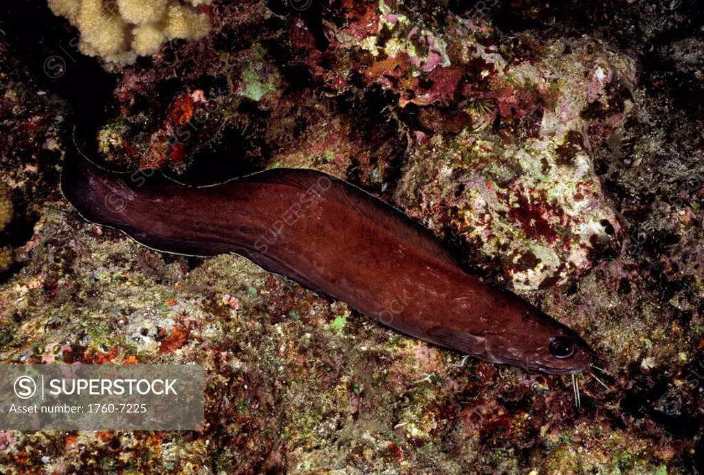 Hawaii, The bearded cusk eel Brotula multibarbata is in the order Ophidiiformes and not a true eel 