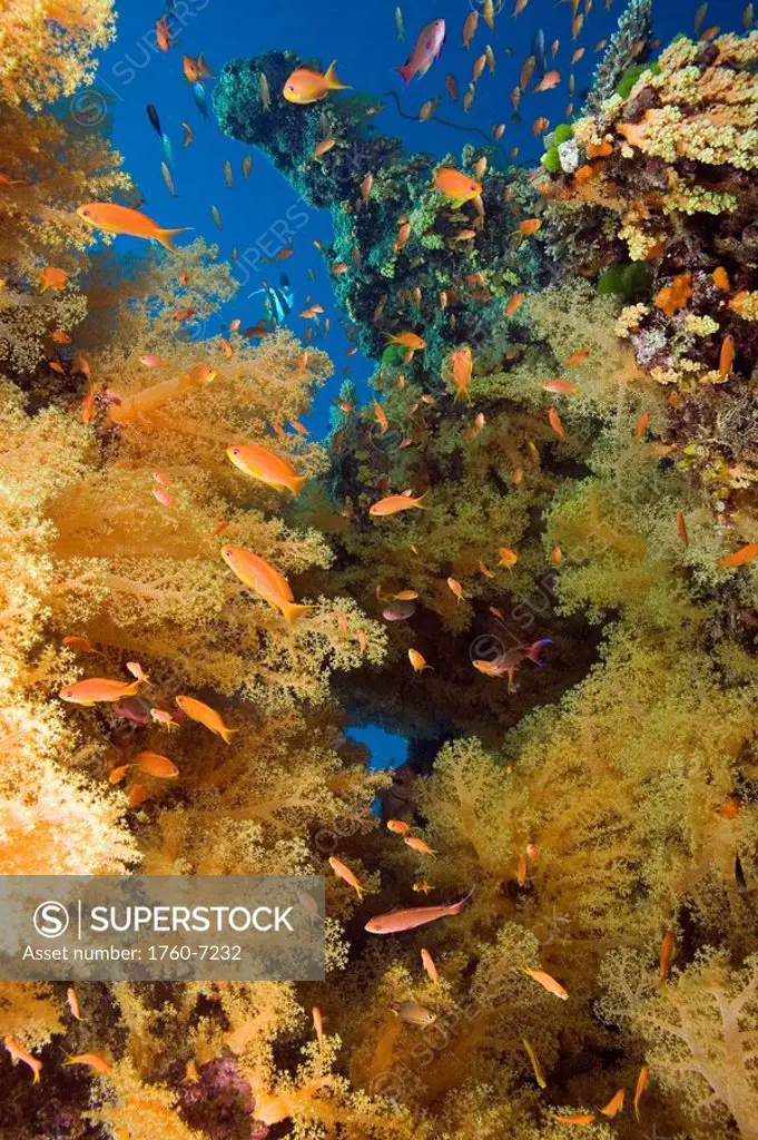 Fiji, Alconarian coral and schooling anthias dominate this reef scene 