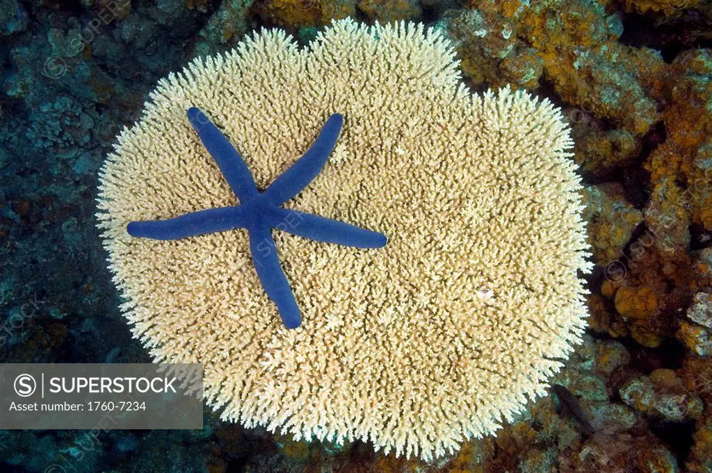 Fiji, Vanua Levu, This seastar/starfish Linckia laevigata is pictured on a hard plate coral 