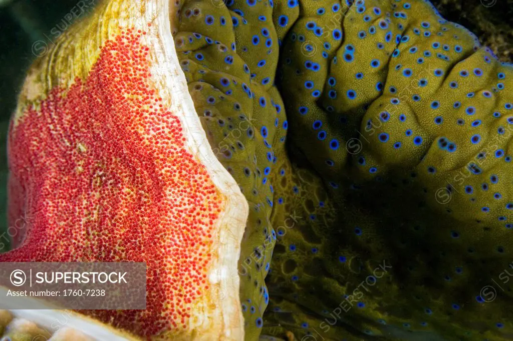 Fiji, Indo-Pacific sergeant major egg mass on the shell of a giant tridacna clam Tridacna gigas 