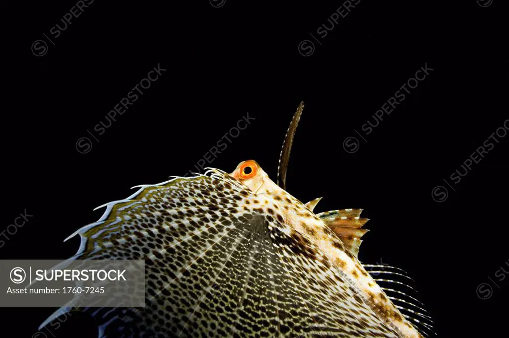 Hawaii, The oriental flying gurnard Dactylopterus orientalis is remarkable for its enormous pectoral fins  When spread, they have the form of rounded ...
