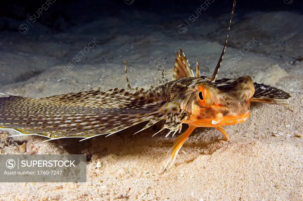 Hawaii, The oriental flying gurnard Dactylopterus orientalis is remarkable for its enormous pectoral fins  When spread, they have the form of rounded ...