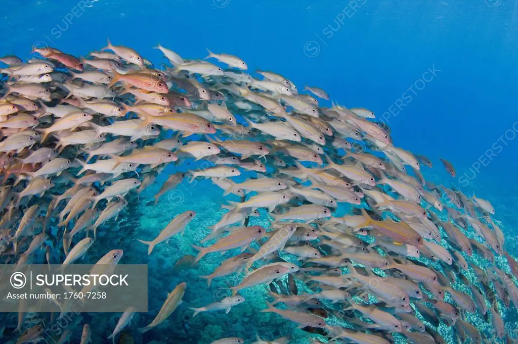 Hawaii, School of yellowfin goatfish Mulloidichthys vanicolensis 
