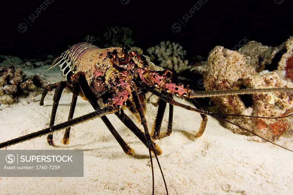 Hawaii, The banded spiny lobster Panulirus marginatus is an endemic species 