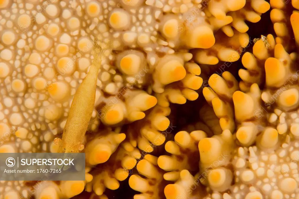 Hawaii, At less than an inch long this commensal shrimp Periclemenes soror is difficult to spot on the convoluted surface of the cushion starfish Culc...