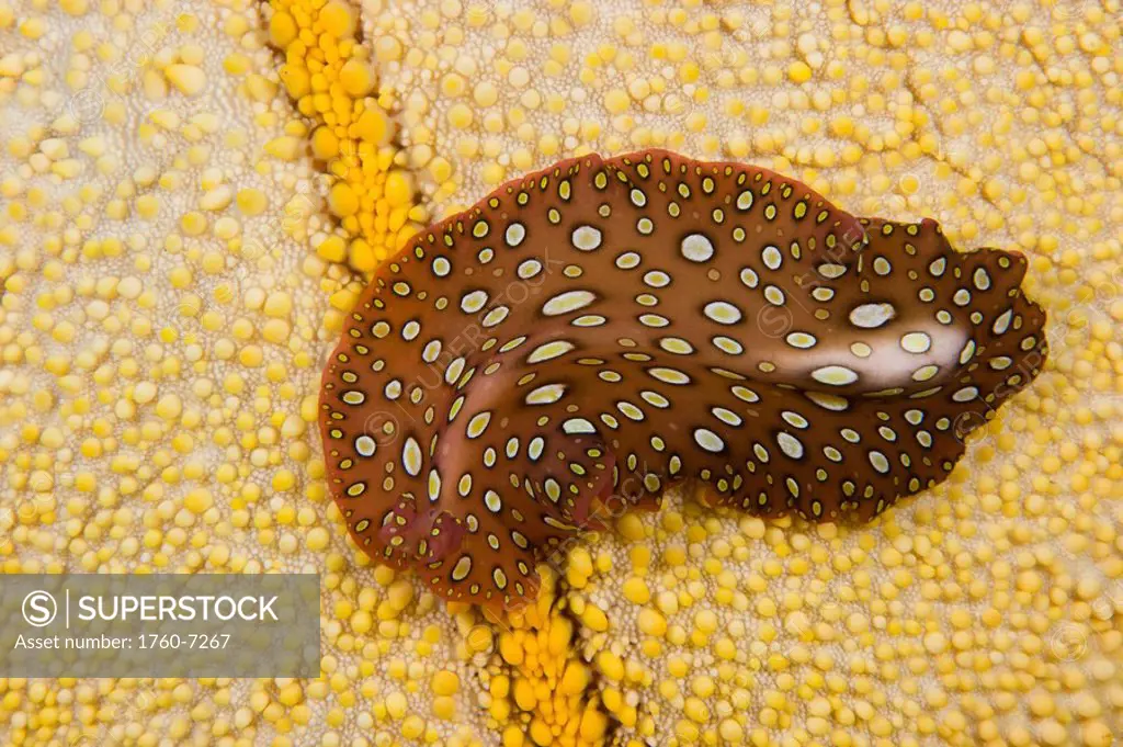 Hawaii, The Hawaiian spotted flatworm Pseudobiceros sp is endemic  The background is a cushion seastar/starfish Culcita novaeguineae 