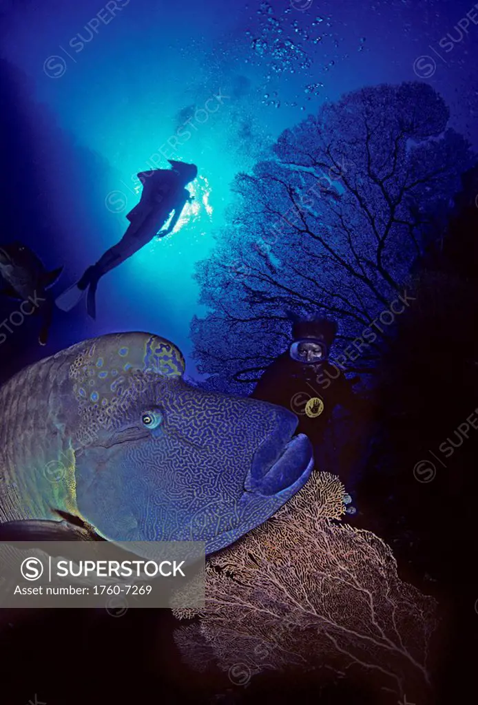 The Red Sea, The humphead or Napoleon wrasse Cheilinus undulatus is one of the largest reef fishes in the world and is the largest member of the wrass...