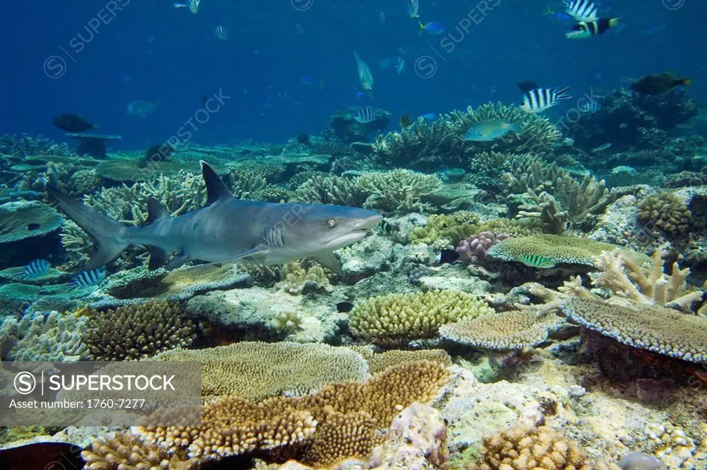 Fiji, A shallow reef scene with a whitetip reef shark Triaenodon obesus 
