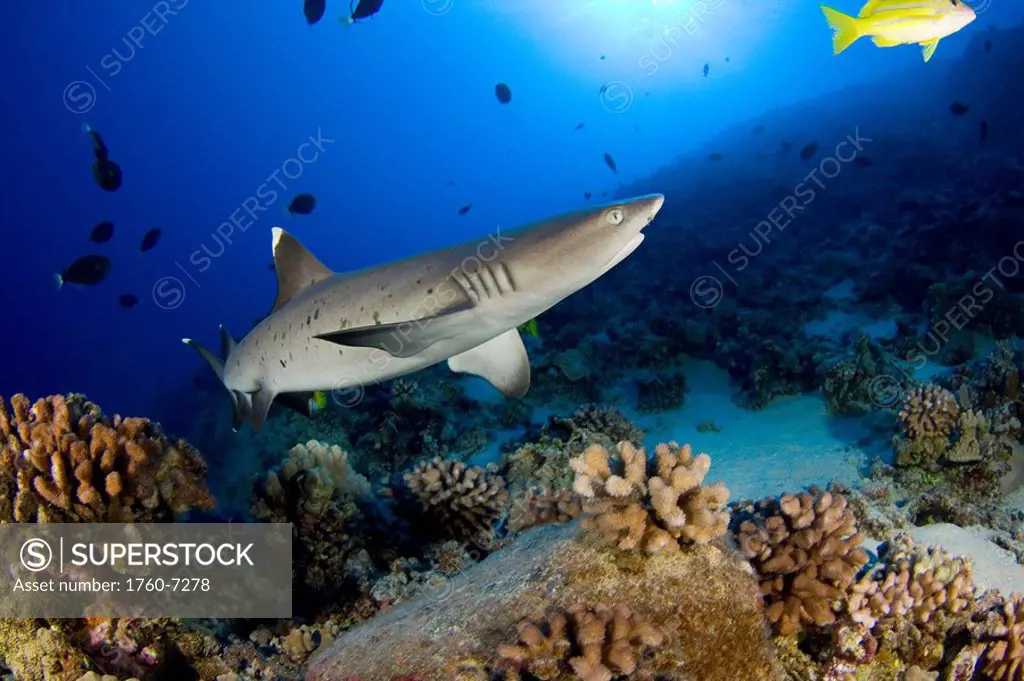 Hawaii, Whitetip reef shark Triaenodon obesus 
