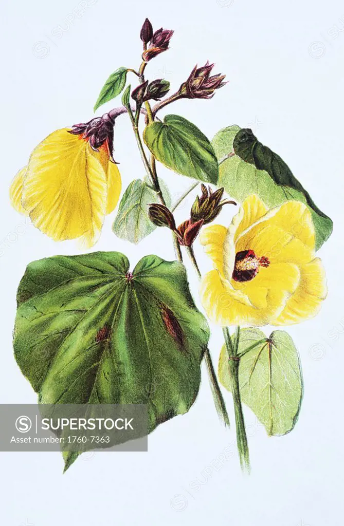 c  1885 Isabella Sinclair, Ha´u flowers
