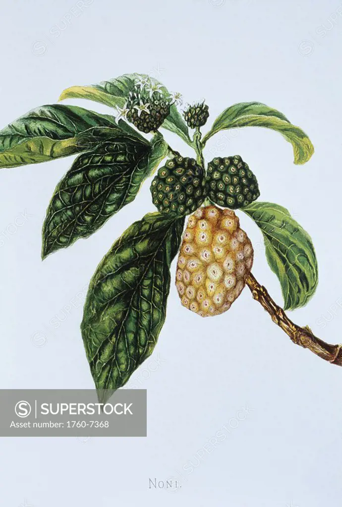 c  1890 Isabella Sinclair, Noni fruit and blossoms