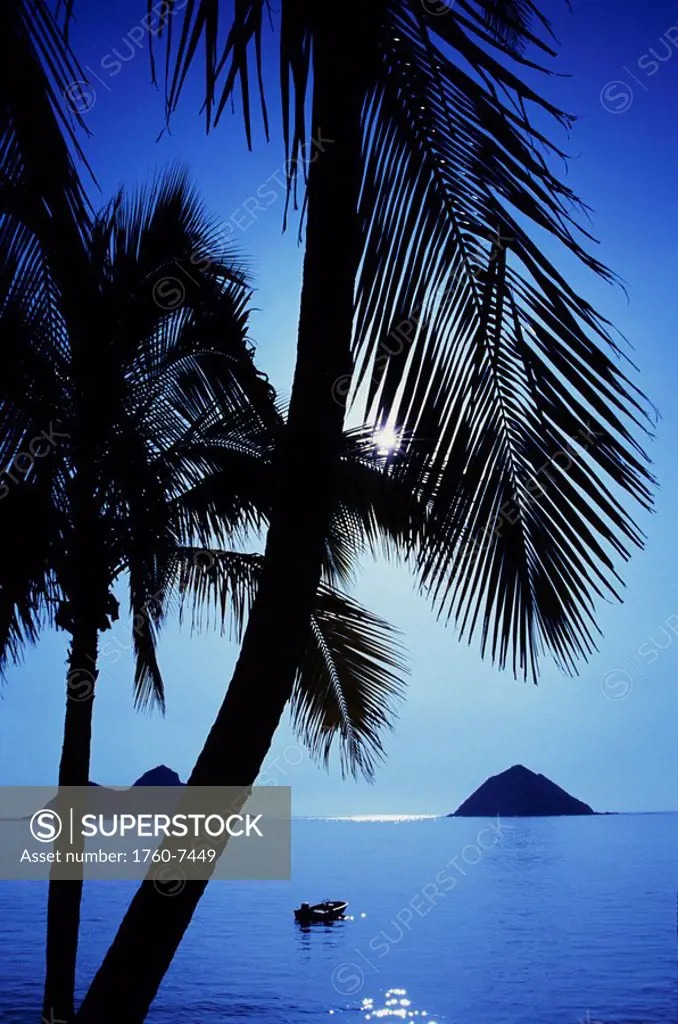 Hawaii, Oahu, Lanikai, Mokulua Islands, silhouette of palm trees, moonlit ocean view