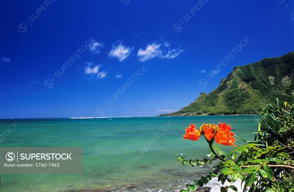 Hawaii, Oahu, Kahana bay, blue sky, lush green mountain, clear coastline with bright orange flower