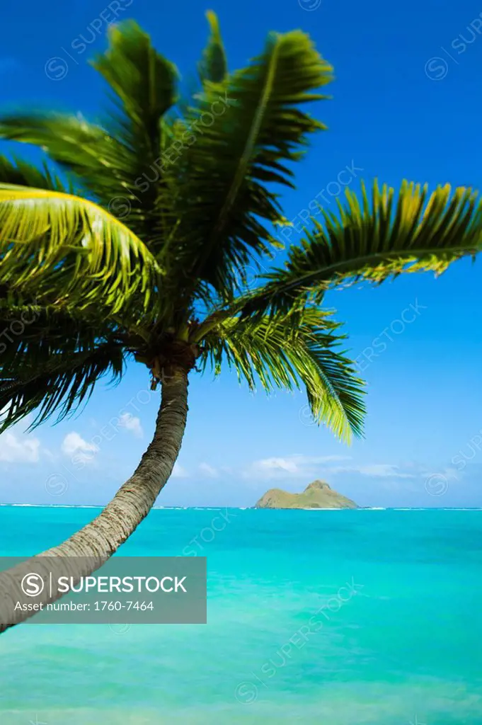 Hawaii, Oahu, Lanikai, Palm tree over blue ocean