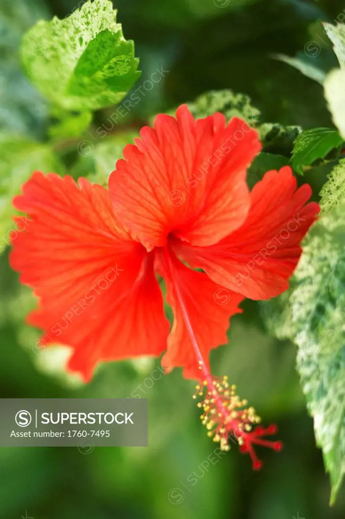 French Polynesia, Tahiti, Maupiti, red Hibiscus Flower