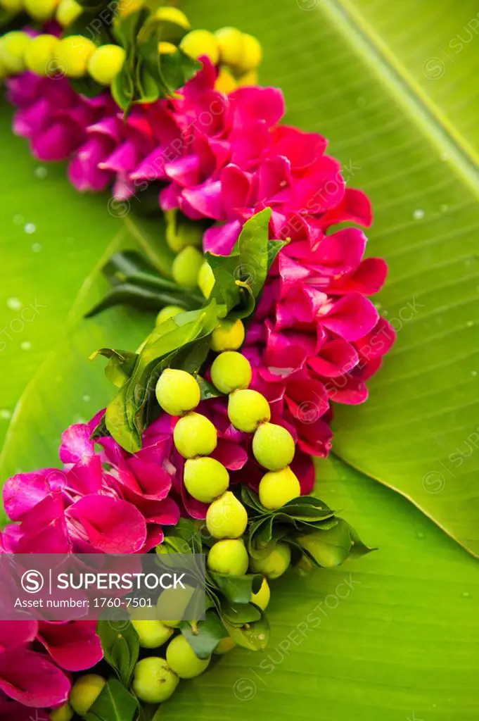 Hawaii, Oahu, Orchid lei on banana leaves