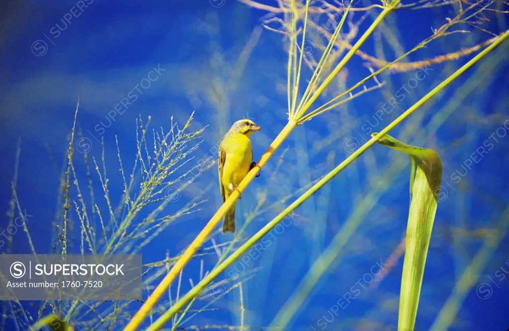Closeup of yellow fronted canary Serinus mozambicus sitting on green stalk, blue sky
