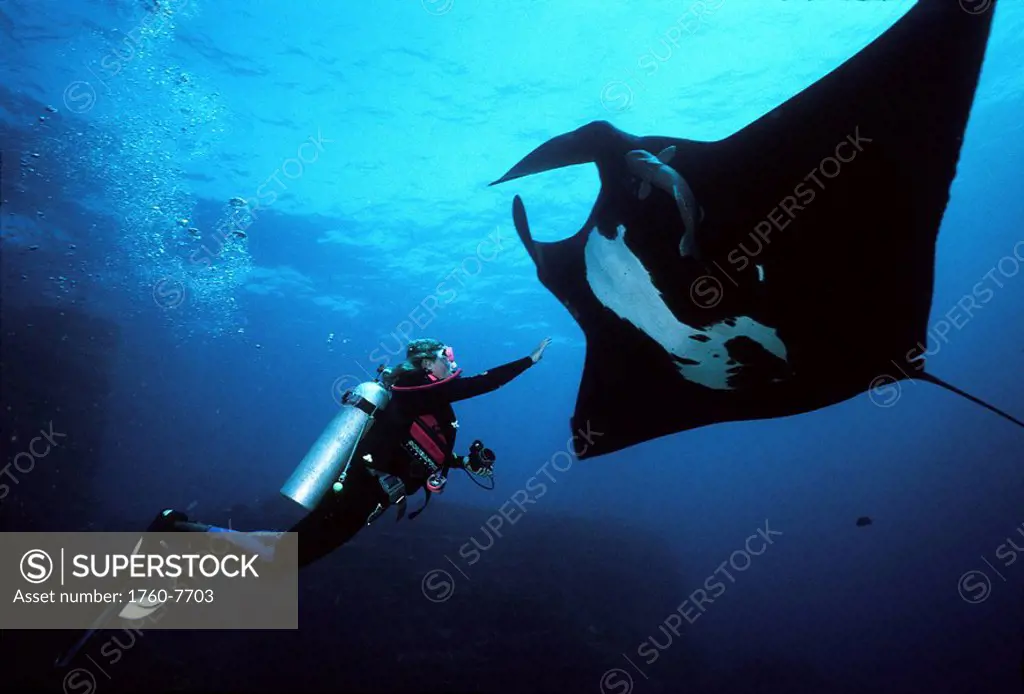Mexico, diver approaches large manta ray in deep blue water