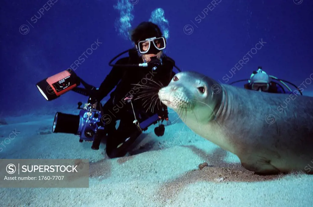 Hawaii, diver looks at Hawaiian Monk Seal at sandy ocean floor