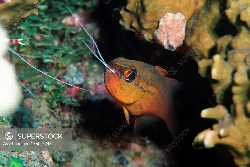 Papua New Guinea, closeup of cardinalfish with prawn tentacles protruding from mouth