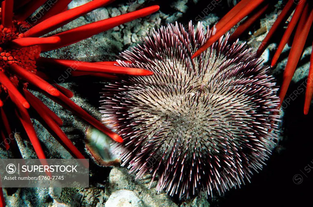 Hawaii, closeup of pebble collector urchin and pencil urchin spines