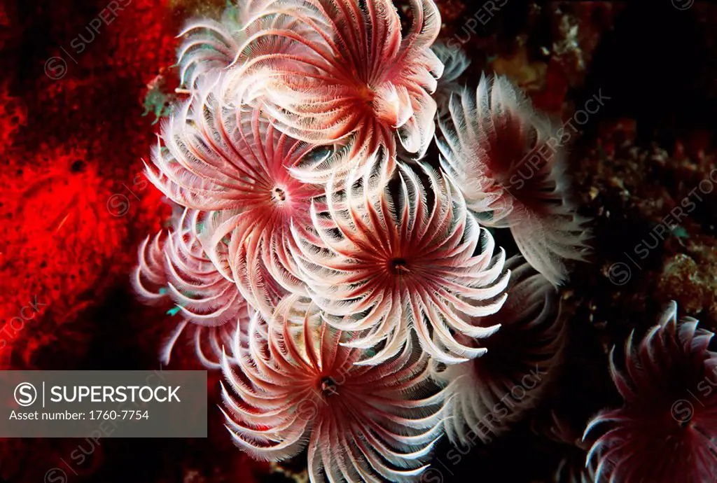 Bahamas, Closeup of cluster of small feather duster worms, Bispira brunnea