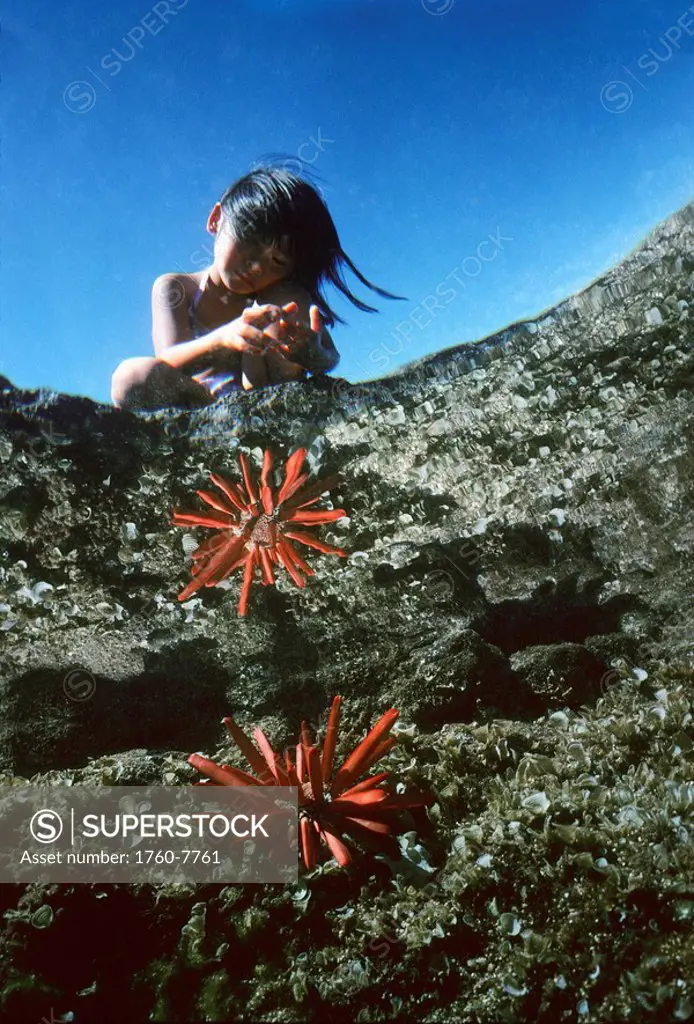 Hawaii, Maui, Lanai, Child looking into tidepool, underwater looking up, slate pencil urchin reflection in water