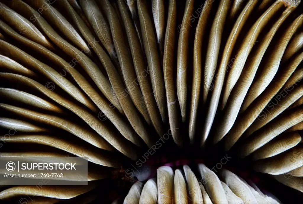 Hawaii, close-up of mushroom coral Fungia scutaria
