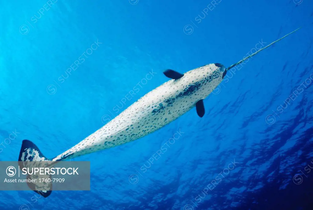 DC, Male Narwhal monodon monoceros in clear blue ocean water near surface, View from below.