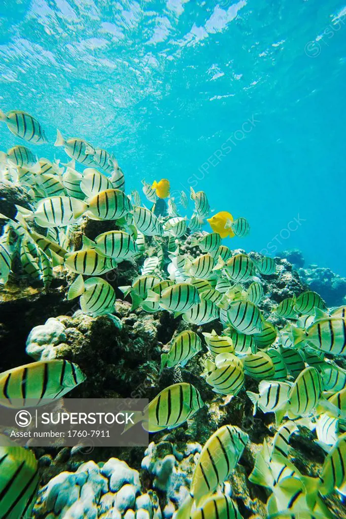 Hawaii, Maui, Makena, Ahihi Kinau Natural Area Reserve, School of Manini or Convict Tang fish Acanthurus triostegus on reef edge.