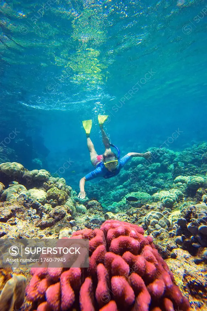 Hawaii, Maui, Makena, Ahihi Kinau Natural Area Reserve, Snorkeler swimming towards red coral.