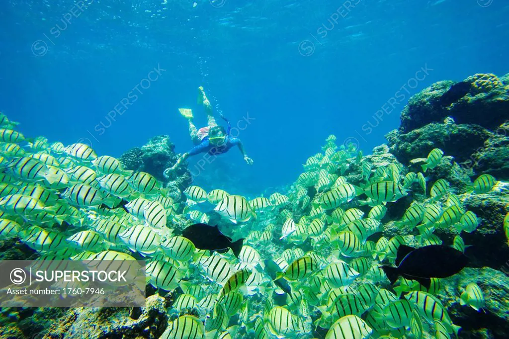 Hawaii, Maui, Makena, Ahihi Kinau Natural Area Reserve, School of Manini or Convict Tang fish Acanthurus triostegus and snorkeler.