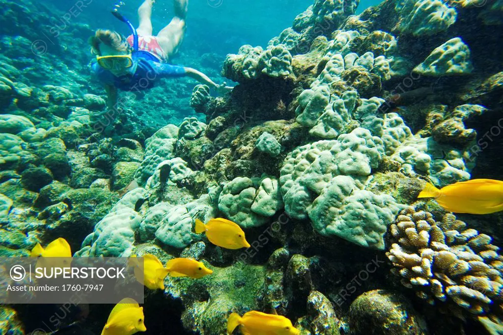 Hawaii, Maui, Makena, Ahihi Kinau Natural Area Reserve, Snorkeler exploring reef.