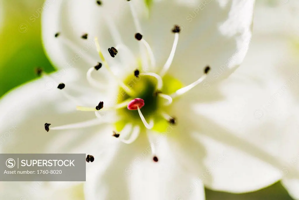 White Crocus blossom, Selective focus on stamens and pistil.