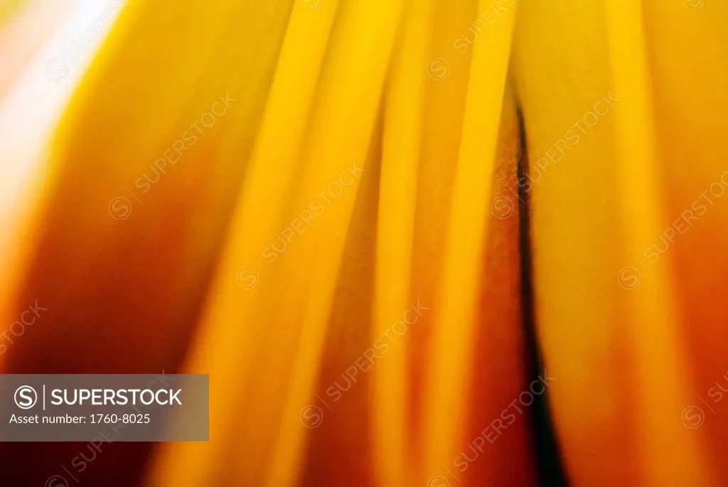 Abstract of Day Lily Hermerocallis.