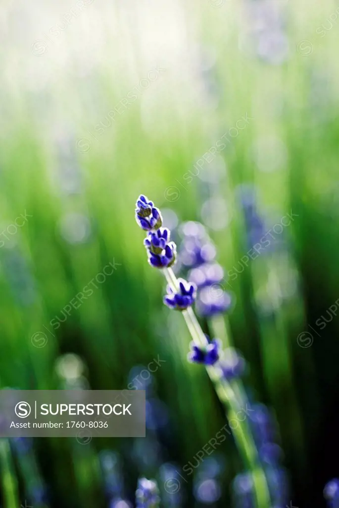 Lavender Lavandula angustifolia, Close_up of single stem and blossoms in field.