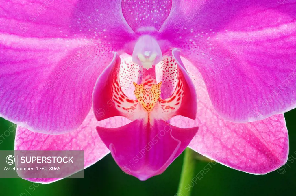Hawaii, Big Island, Holualoa, Pink Orchid.
